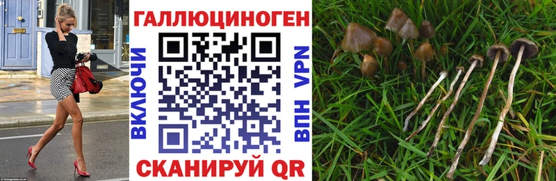 Купить закладки  Сосновка  Псилоцибиновые грибы прущие грибы 